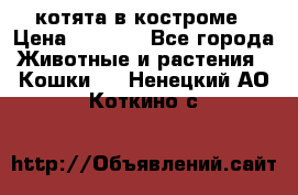 котята в костроме › Цена ­ 2 000 - Все города Животные и растения » Кошки   . Ненецкий АО,Коткино с.